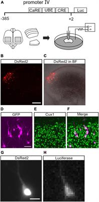 Neuronal Activity Patterns Regulate Brain-Derived Neurotrophic Factor Expression in Cortical Cells via Neuronal Circuits